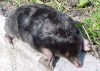 European mole©WikiC