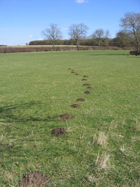 Molehills ©WikiC