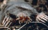 Star-nosed Mole (Condylura)©US NPS