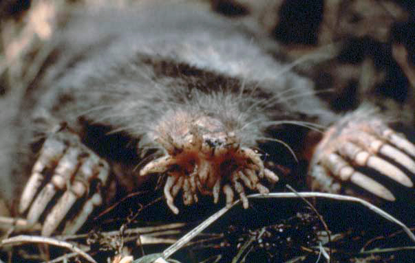Star-nosed Mole (Condylura)©US NPS