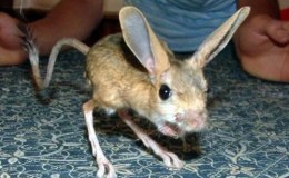Scripture Alphabet of Animals: The Jerboa or&nbsp;Mouse
