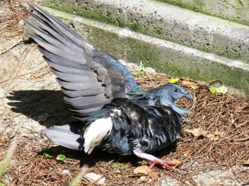 Nicobar Pigeon sunbathing at Lowry Park Zoo by Lee