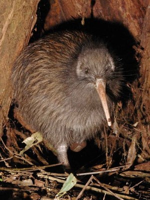 North Island Brown Kiwi (Apteryx mantelli) by Derek©WikiC