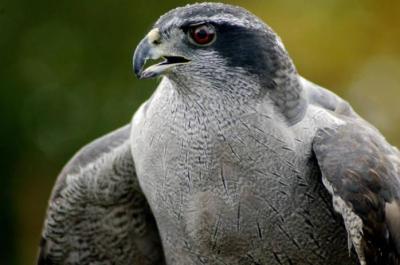 Northern Goshawk (Accipiter gentilis) ©USFWS