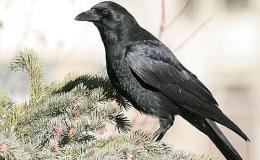 Ravens – The Most Intelligent Birds –&nbsp;YouTube