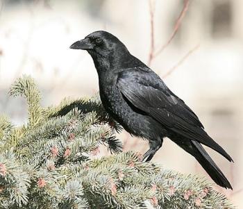 Northern Raven (Corvus corax) by Kent Nickell