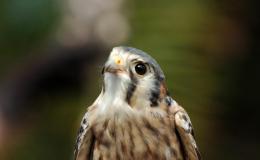 Birds of the Bible – American&nbsp;Kestrel