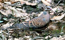 Scripture Alphabet of Animals: The&nbsp;Turtle-Dove
