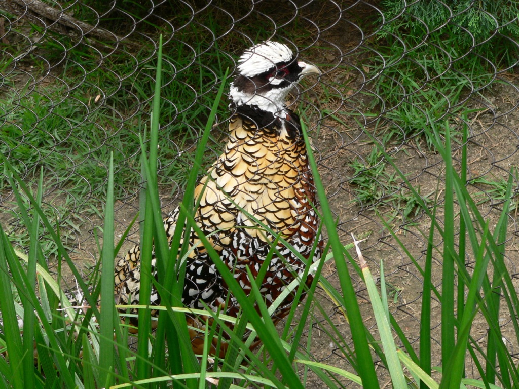 Reeves's Pheasant (Syrmaticus reevesii) Memphis Zoo by Dan