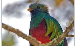 Birds Vol 1 #1 – The Resplendent Trogon&nbsp;(Quetzal)