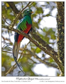 Resplendent Quetzal (Pharomachrus mocinno) by Ian2