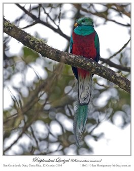 Resplendent Quetzal (Pharomachrus mocinno) by Ian3