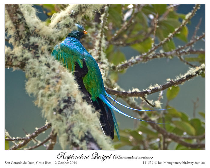 Resplendent Quetzal (Pharomachrus mocinno) by Ian5