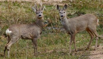 Roe Deer (Capreolus capreolus) ©WikiC Roe Deer (Capreolus capreolus) ©WikiC