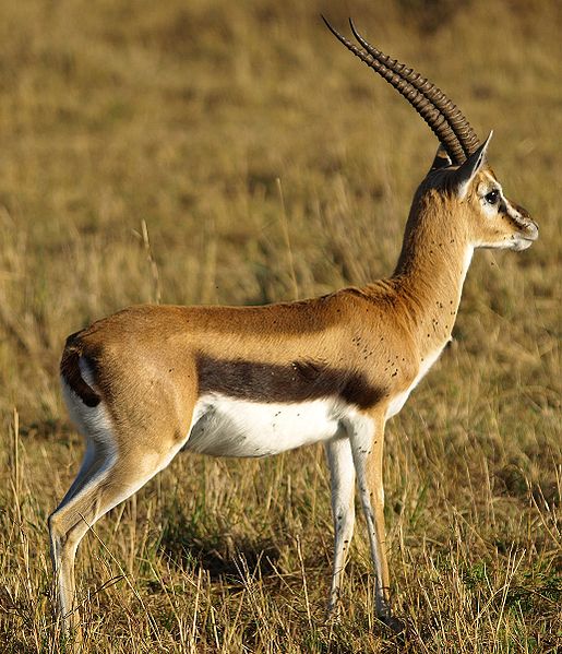 Roe - Thomson's Gazelle at Masai Mara, Kenya©WikiC Thomson's Gazelle at Masai Mara, Kenya©WikiC