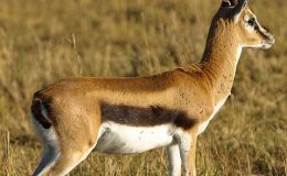 Scripture Alphabet of Animals: The Roe or&nbsp;Gazelle