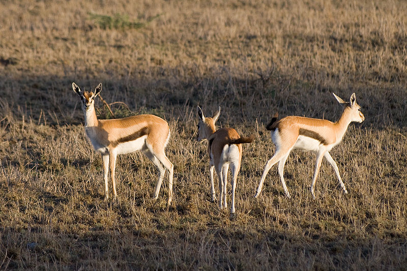 Roe - Thomson's Gazelles©WikiC Thomson's Gazelles©WikiC