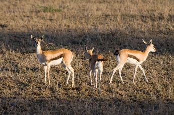 Thomson's Gazelles©WikiC