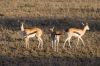 Thomson's Gazelles©WikiC