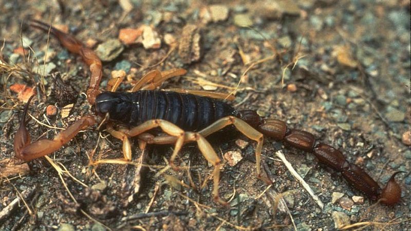 Scorpion - Bark Scorpion©WikiC Bark Scorpion©WikiC