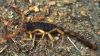 Bark Scorpion©WikiC