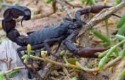 Black Scorpion©WikiC