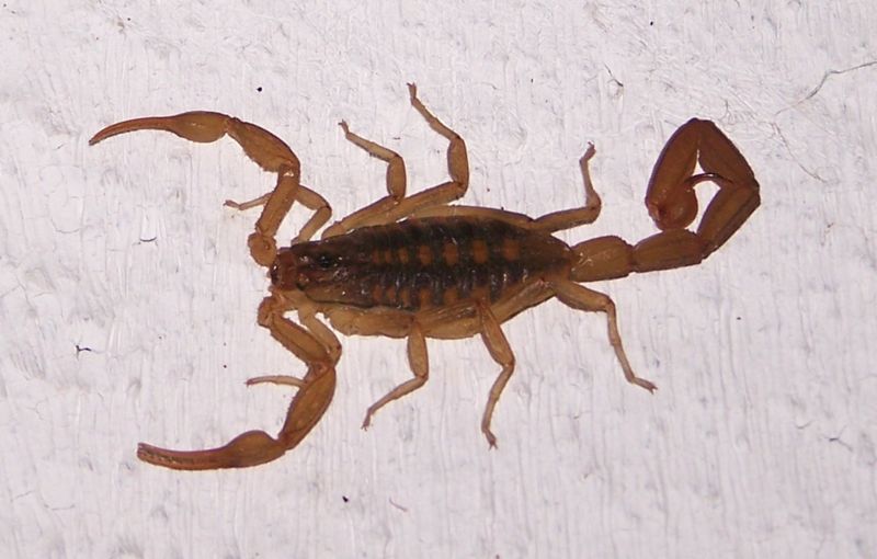 Scorpion - (Centruroides vittatus)©WikiC Scorpion - (Centruroides vittatus)©WikiC