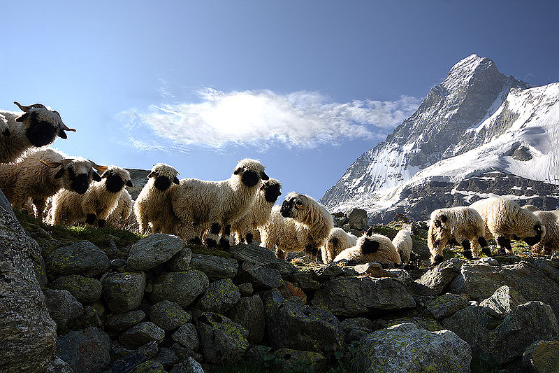 Sheep - Matterhorn Sheep©WikiC Matterhorn Sheep©WikiC