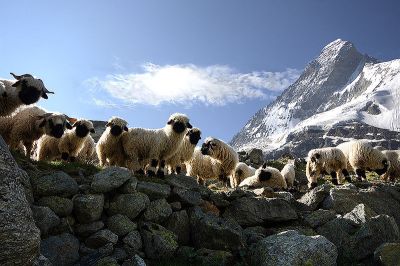 Matterhorn Sheep©WikiC