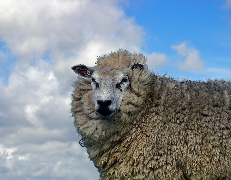 Sheep©WikiC