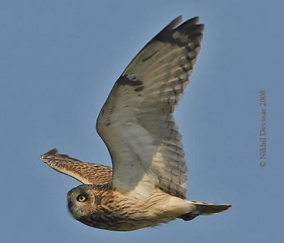 Short-eared Owl (Asio flammeus) by Nikhil