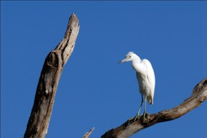 Little Blue Heron immature in a Tree by Dan at Circle B Little Blue Heron immature in a Tree by Dan at Circle B