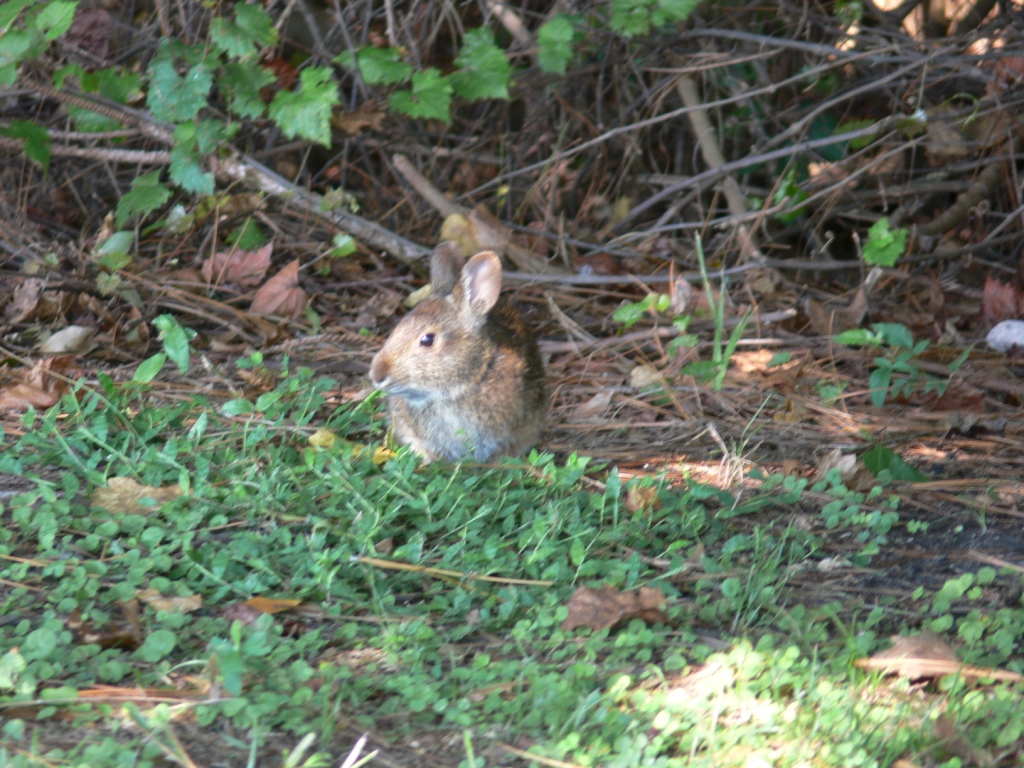 South Lake Howard - Bunny