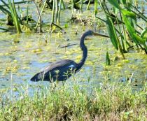 Tricolored Heron at South Lake Howard