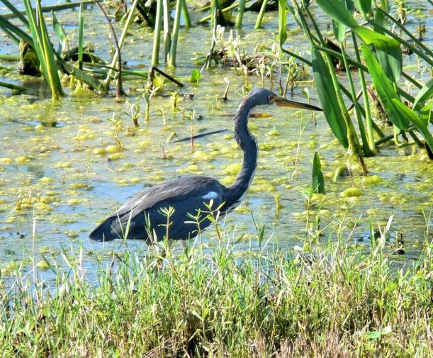 Tricolored Heron (Egretta tricolor) by Lee at South Lake Howard