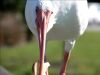 White Ibis on Rail up close