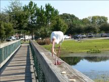 White Ibis on Rail at S. Lake Howard