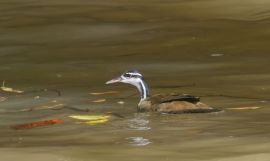 Sungrebe (Heliornis fulica) ©Wikipedia