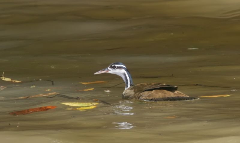 Sungrebe (Heliornis fulica) ©Wikipedia
