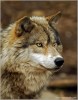 Timber Wolf by Ray