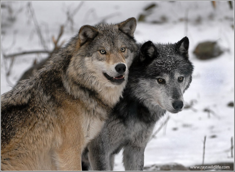 Timber Wolves by Ray Timber Wolves by Ray