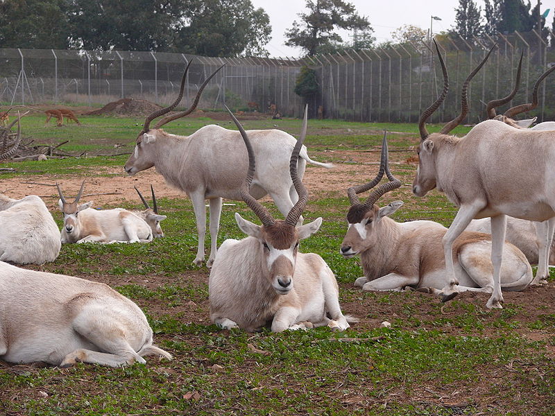 Unicorn - Addax thought by some Jews to be the unicorn-notice one with horns joined ©Wikipedia Herd of Addax: note how the horns of one animal at rest on the right appear to be joined as one horn.