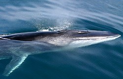 Largest Creature on Earth ~ from Creation&nbsp;Moments