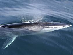 Fin Whale©WikiC