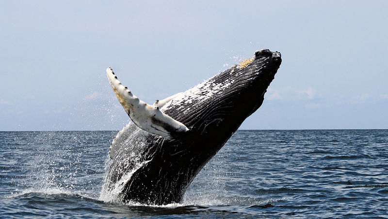 Whale - Humpback Whale breaching ©Wikipedia Humpback Whale breaching ©Wikipedia