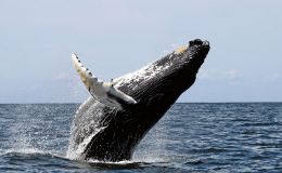 Scripture Alphabet of Animals: The&nbsp;Whale