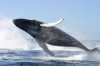 Humpback whale jumping©WikiC