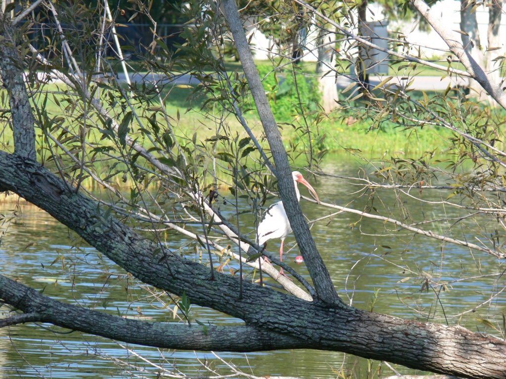 Testing Camera on a Great Egret
