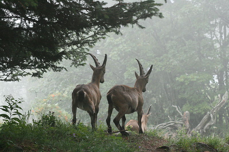 Wild Goat - Alpensteinbock Rote Wand©WikiC