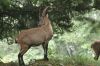 Wild Goat - Alpensteinbock Rote Wand©WikiC